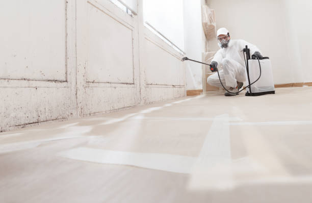 24/7 Emergency Basement Mold Remediation experts in Horntown, VA