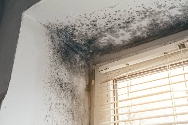 Affordable Basement Mold Remediation solutions in Horntown, VA