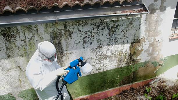 Top rated local Basement Mold Remediation specialists in Horntown, VA